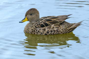 South Georgia Island, King Haakon Bay. South Georgia pintail.