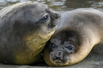 South Georgia Island, Elephant seal weaners.