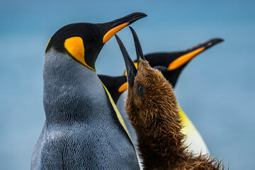 South Georgia Island, Gold Harbour. King penguin chick begs adult for food.