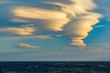 South Georgia Island. Albatross soars past lenticular clouds at sunset.