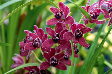 Wine red Cymbidium orchid blooming in botanical garden, photograph