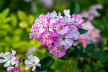 Rose Yesterday - cluster of small pink flat flowers, stock photo