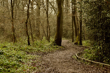 Fototapeta premium Trail in the wood, England, UK