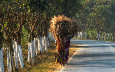 Fototapeta premium Woman carrying a large straw bundle on the head, Rajshahi Division, Bangladesh