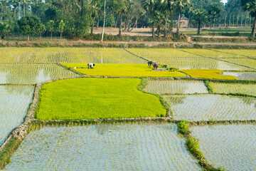 Water filled golden rice paddy, Rajshahi Division, Bangladesh
