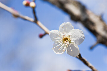 白梅のクローズアップ	