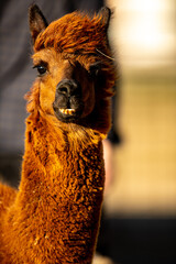 portrait of a llama