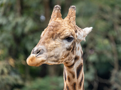 A Giraffe (Giraffa camelopardalis) during the day