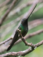 Hummingbird in Colombia