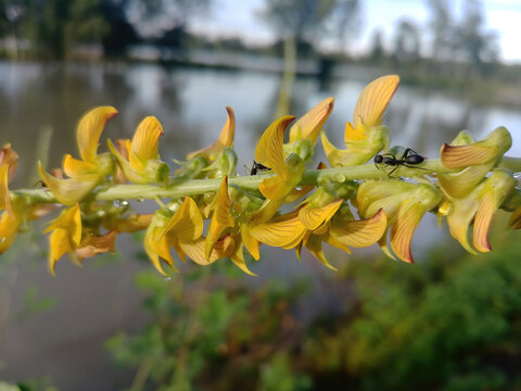 Closeup shot of ants walking on crotalaria pallida flower on the blurred background