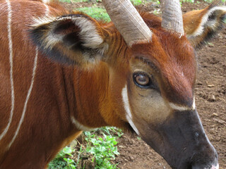 endangered bongo antelope