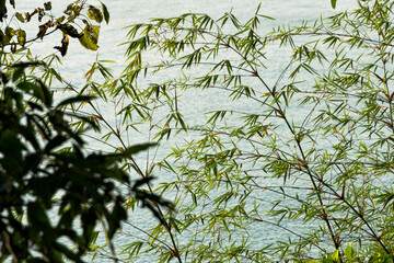 Trees along Kaptai Lake, Rangamati, Chittagong Division, Bangladesh