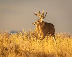 Whitetail Deer Buck in tall grass