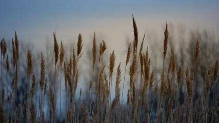 Schilf am Morgen © thomas