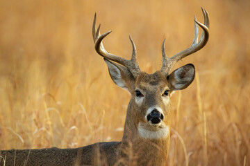 Whitetail Deer Buck portrait
