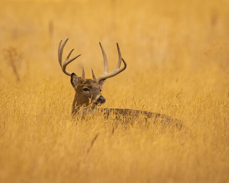 Whitetail Deer Buck Bedded In Grass