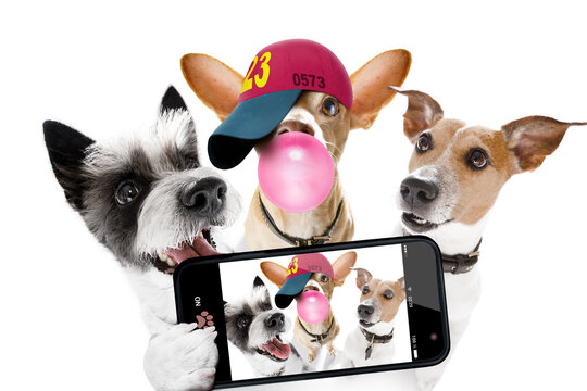 group of dogs taking selfie with smartphone