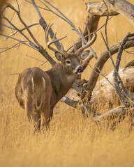 Naklejka na ściany i meble Whitetail Deer Buck in woods