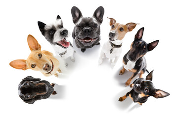 group of dogs taking selfie with smartphone