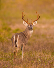 Naklejka na ściany i meble Whitetail Deer Buck looking back