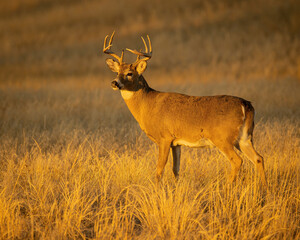 Whitetail Deer Buck