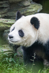 Fototapeta premium Asia, China, Sichuan Province, Cheng Du, Giant Panda