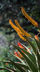 Naklejka premium orange flowers on an aloe plant in the Pretoria Botanical Gardens, Pretoria, Gauteng, South Africa