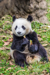 Fototapeta premium Asia, China, Sichuan Province, Mt. Qincheng Town, Giant Panda