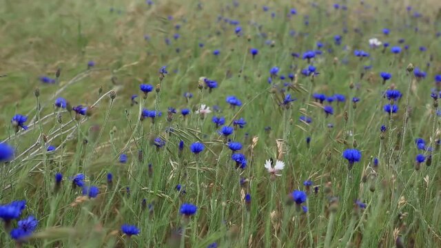field of bachelor button flowers