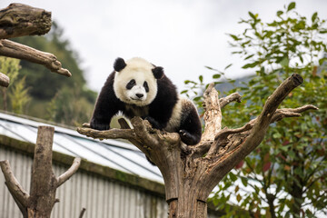 Asia, China, Wolong, Giant Panda, Part of the UNESCO Man and Biosphere Reserve Network