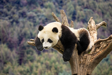 Asia, China, Wolong, Giant Panda, Part of the UNESCO Man and Biosphere Reserve Network