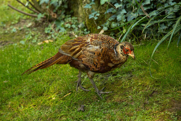 The Common pheasant (Phasianus colchicus).