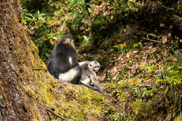 Asia, China, Tacheng, Yunnan Black Snub-Nosed monkeys, Adult and Young