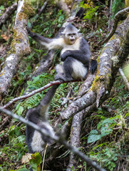 Asia, China, Tacheng, Yunnan Black Snub-Nosed monkeys in a Tree
