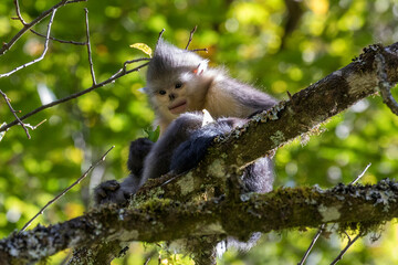 Asia, China, Tacheng, Yunnan Black Snub-Nosed Monkey