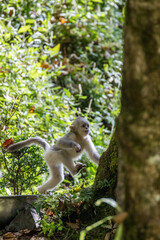 Asia, China, Tacheng, Young Yunnan Black Snub-Nosed Monkey