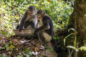 Asia, China, Tacheng, Yunnan Black Snub-Nosed monkeys