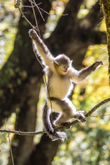 Asia, China, Tacheng, Yunnan Black Snub-Nosed Monkey Jumping from Tree to Tree