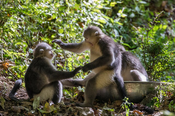 Asia, China, Tacheng, Yunnan Black Snub-Nosed monkeys Fighting
