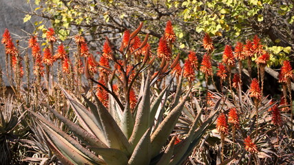 Naklejka premium Red flowers on an aloe plant in the Pretoria Botanical Gardens, Pretoria, Gauteng, South Africa