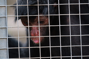Spider monkey observing and gazing through the cage fence