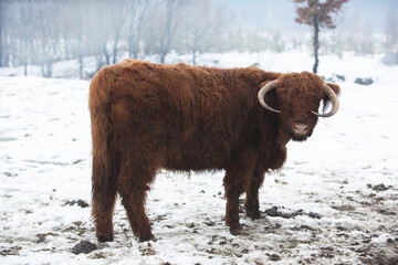 Scottish highland cow walks through the snow in the fog. Livestock raising.