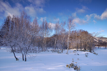 Fototapeta na wymiar 青空の下の森の冬景色。