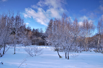 冬の青空の下で地面が雪に覆われた森。