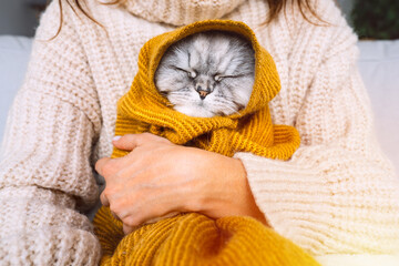 Woman in cozy sweater holding cute cat in plaid. Cat resting and warming under a soft blanket in...