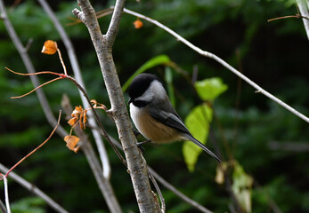 The black-capped chickadee (Poecile atricapillus) 