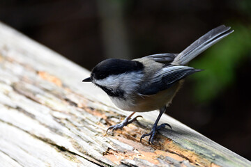 The black-capped chickadee (Poecile atricapillus) 