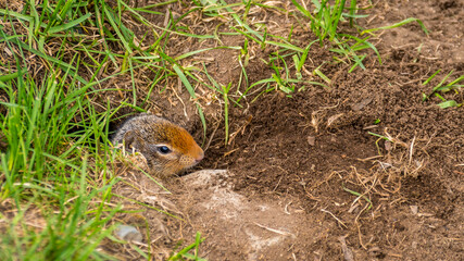 A Columbian ground squirrel coming out of his burrow in the high Alpine of Tod Mountain in the Shuswap Highlands of British Columbia, Canada