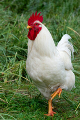 Rooster, Zhangye, Gansu Province, China