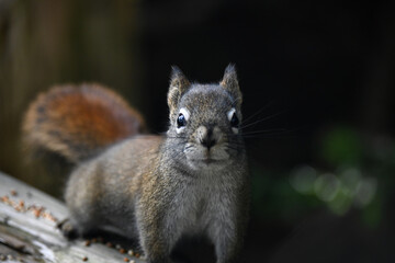 The American red squirrel (Tamiasciurus hudsonicus)  